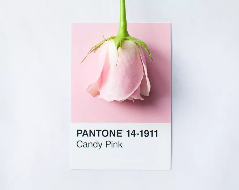 rosa ros i candy pink grafisk design